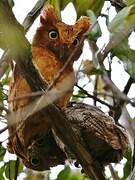 Sokoke Scops Owl