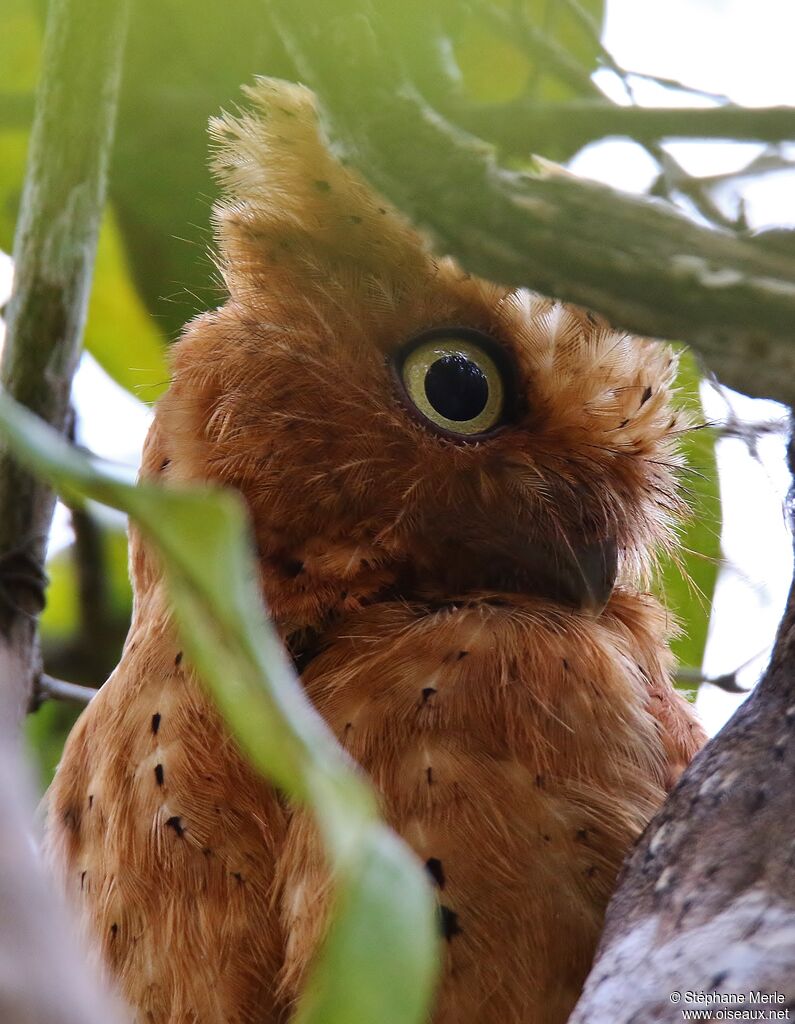 Sokoke Scops Owl