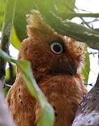 Sokoke Scops Owl