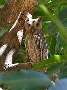 Pacific Screech Owl