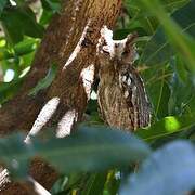 Pacific Screech Owl