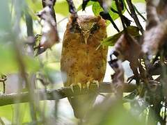 Serendib Scops Owl