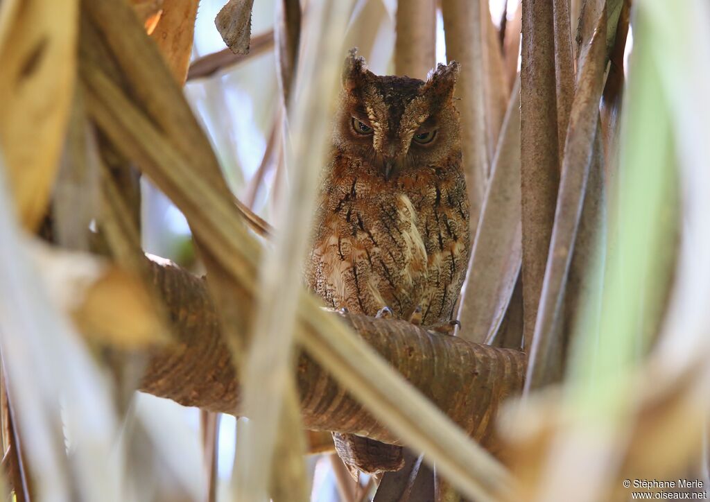 Rainforest Scops Owl