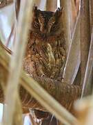 Rainforest Scops Owl