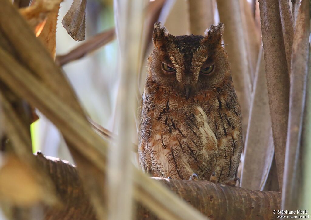 Rainforest Scops Owl