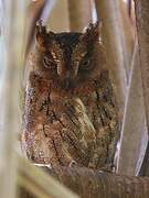 Rainforest Scops Owl