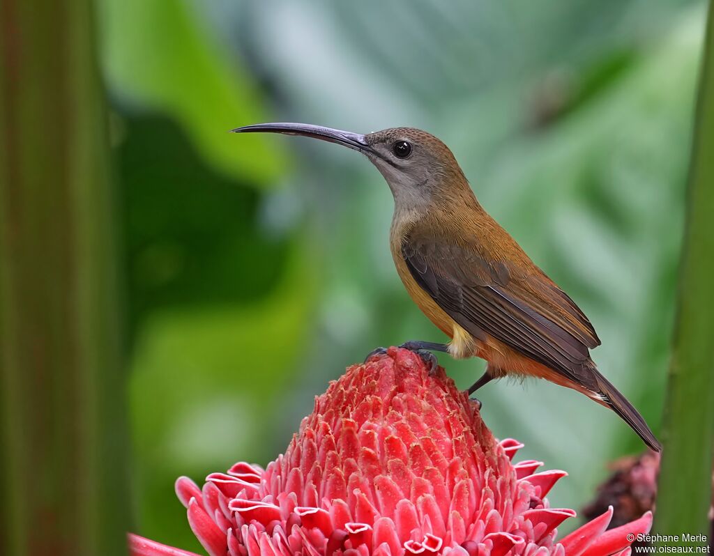 Petit Arachnothèreadulte