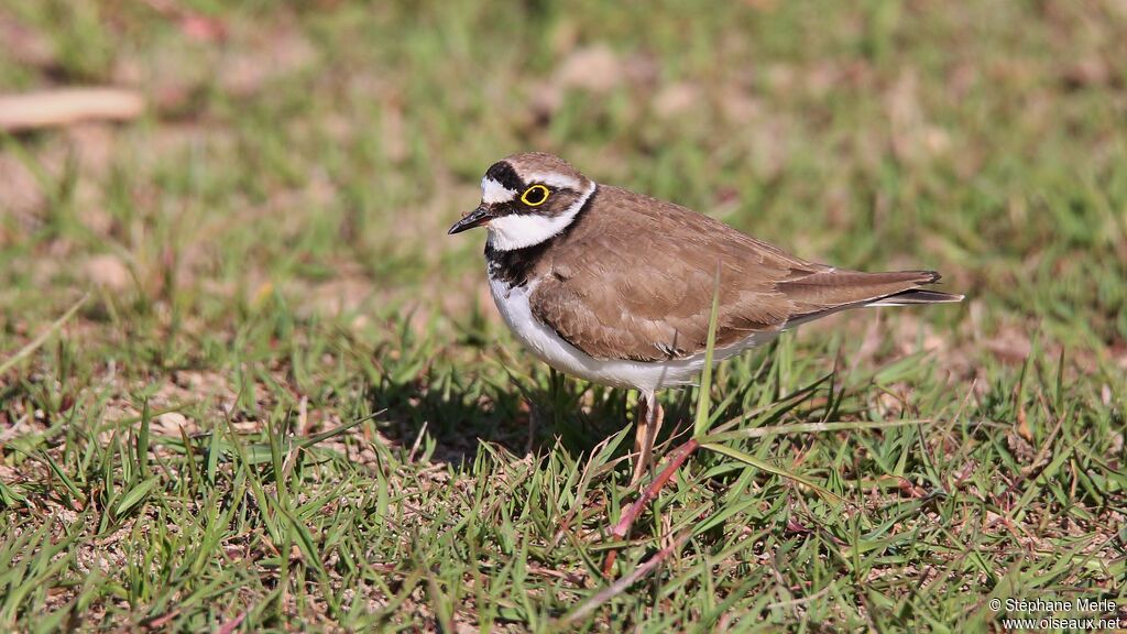 Little Ringed Ploveradult