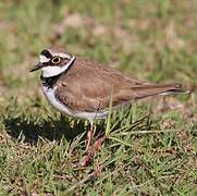 Little Ringed Plover