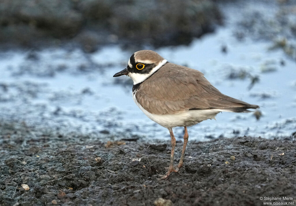 Little Ringed Plover