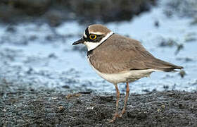 Little Ringed Plover