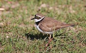 Little Ringed Plover