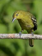 Common Iora