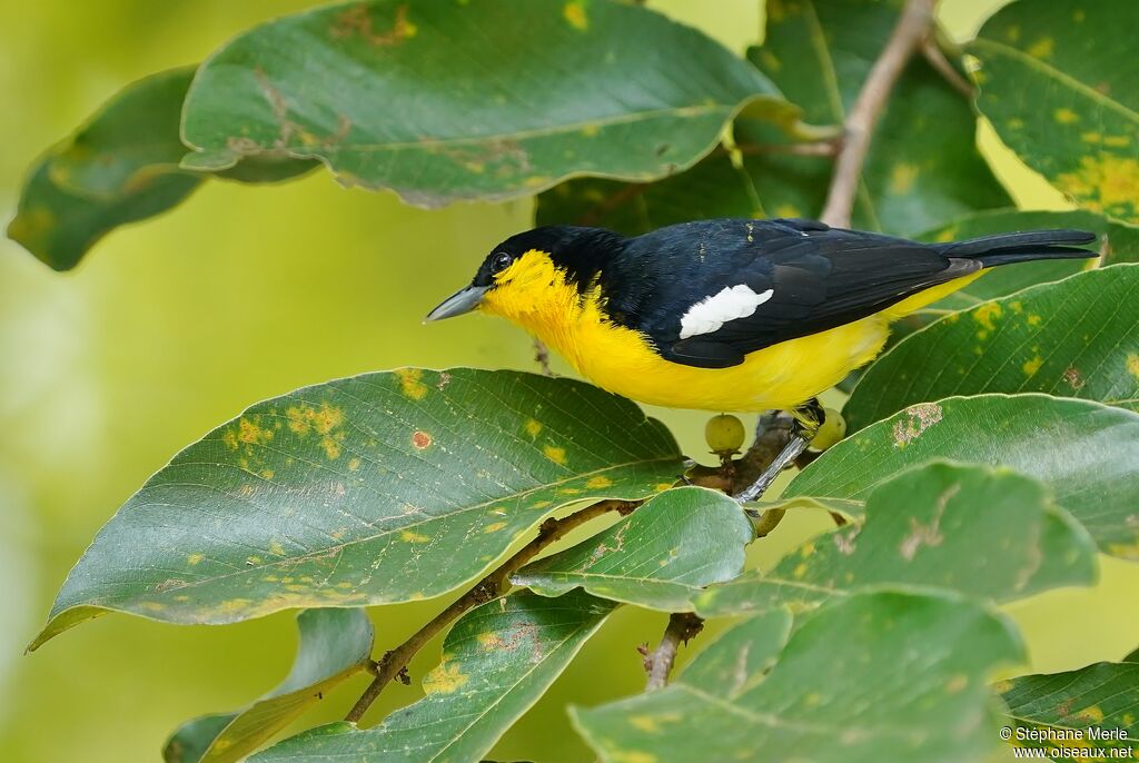 Common Iora male adult