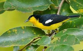 Common Iora