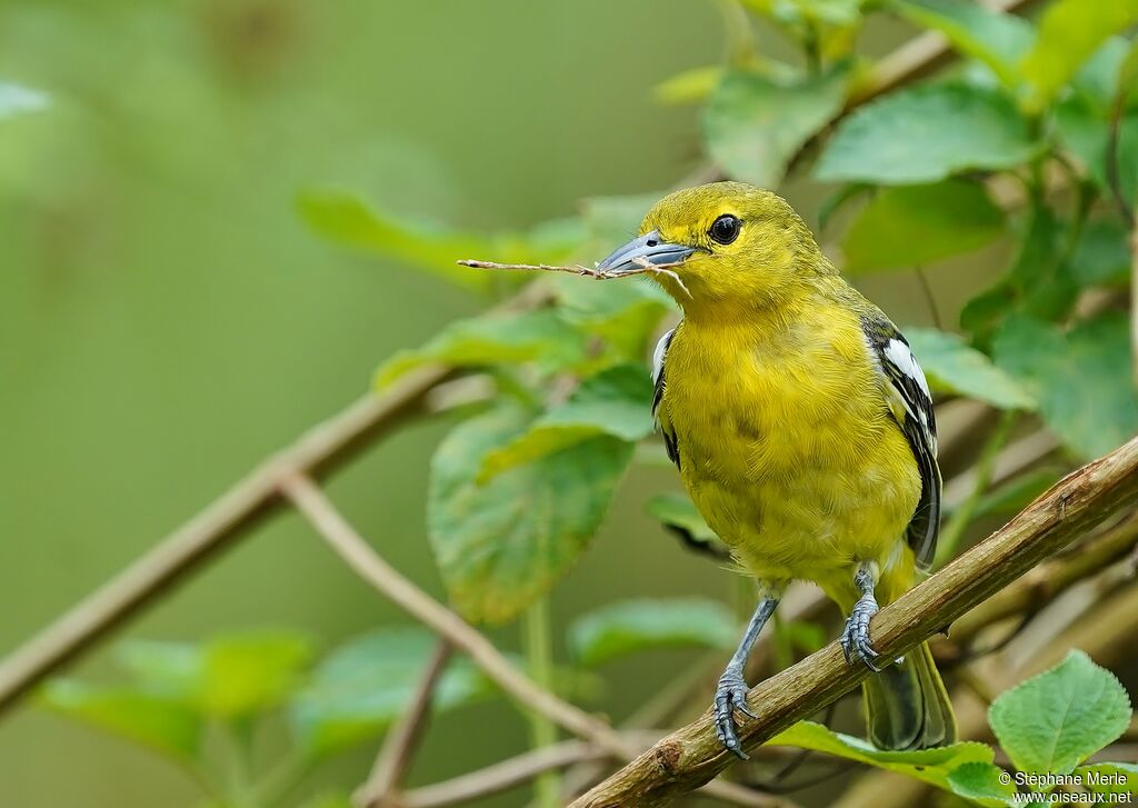 Common Iora female adult