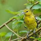 Petit Iora