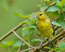 Common Iora