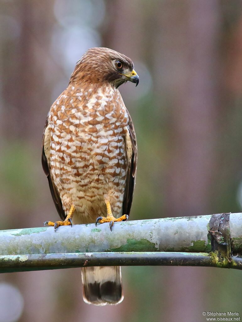 Broad-winged Hawkadult