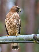 Broad-winged Hawk