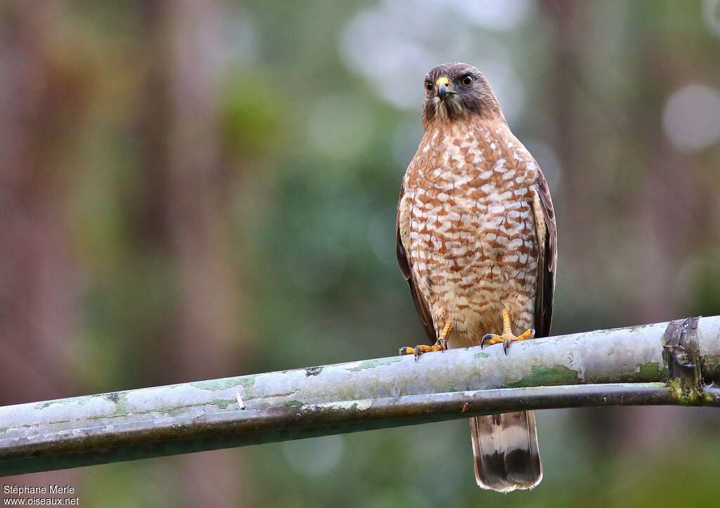 Broad-winged Hawkadult, pigmentation