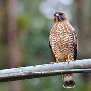 Broad-winged Hawk