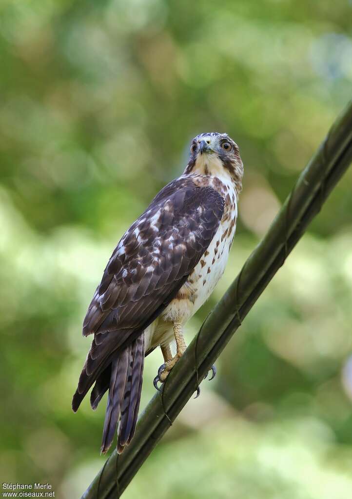 Broad-winged Hawkimmature, identification