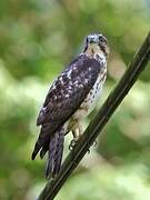 Broad-winged Hawk