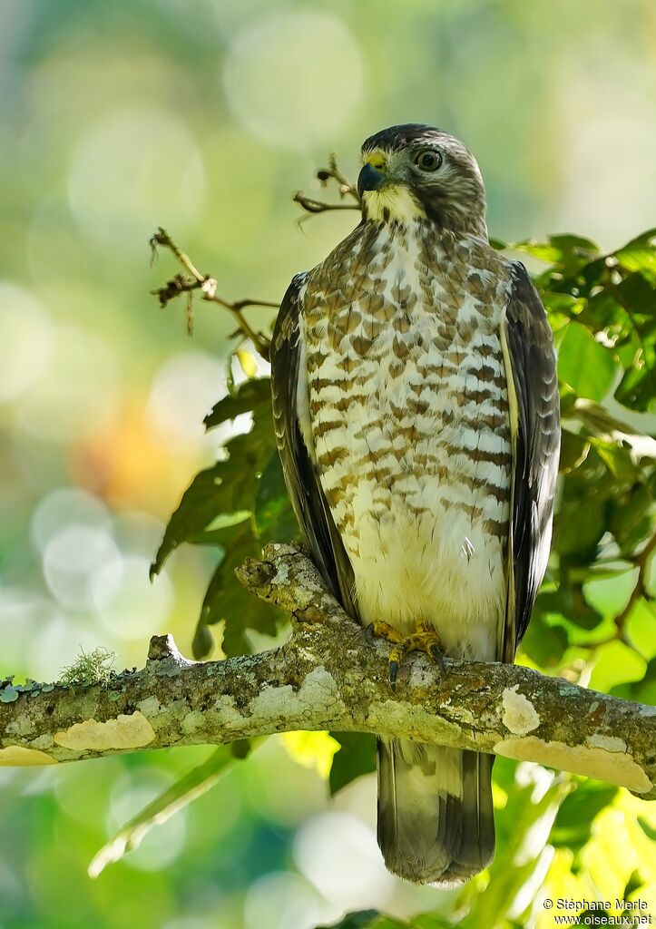 Broad-winged Hawk