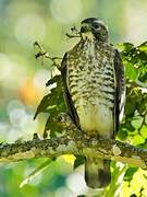 Broad-winged Hawk