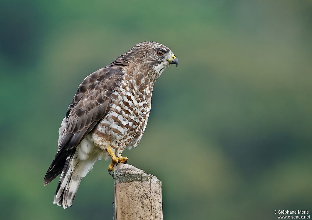 Broad-winged Hawk