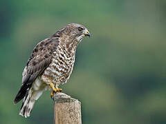 Broad-winged Hawk