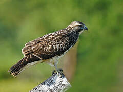 Broad-winged Hawk