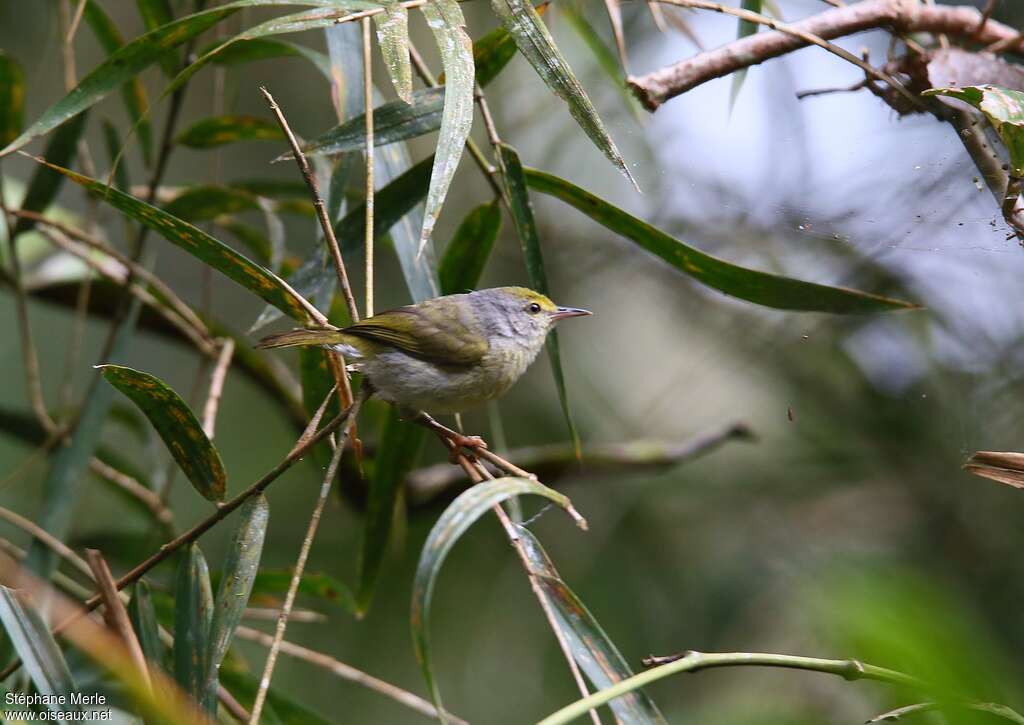 Petite Éroesse, identification