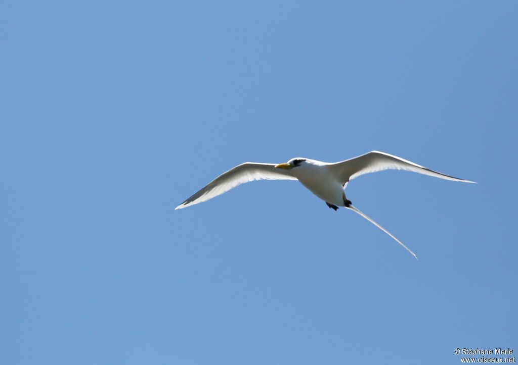 White-tailed Tropicbird