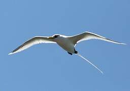 White-tailed Tropicbird