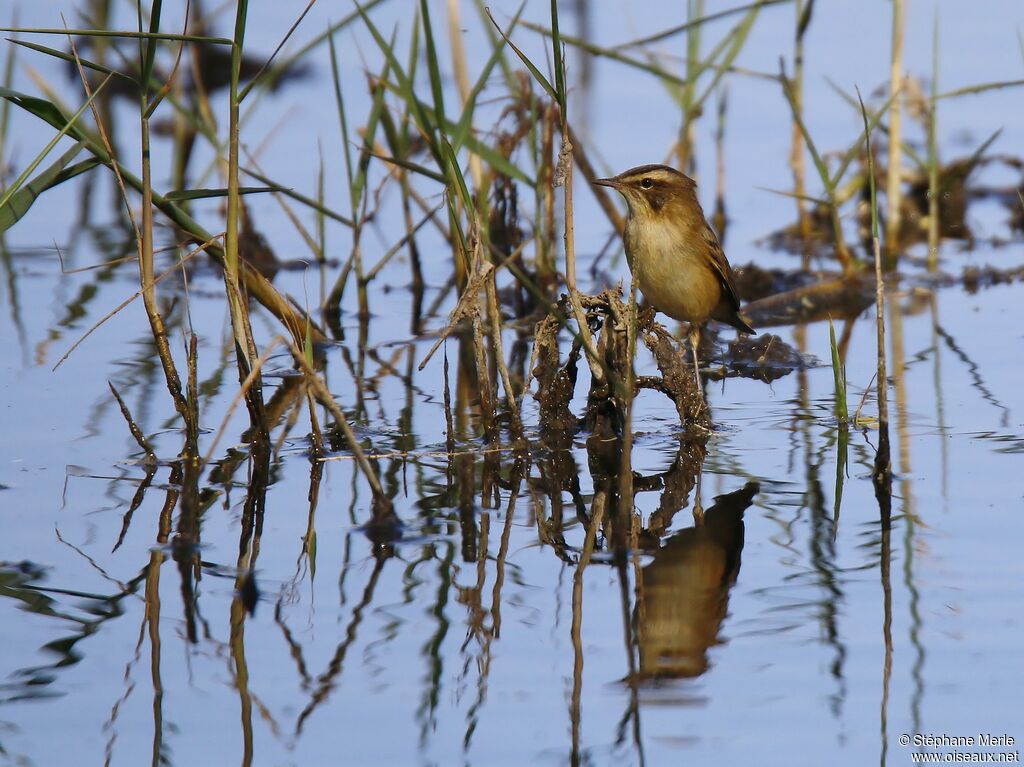 Sedge Warbleradult