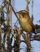 Sedge Warbler