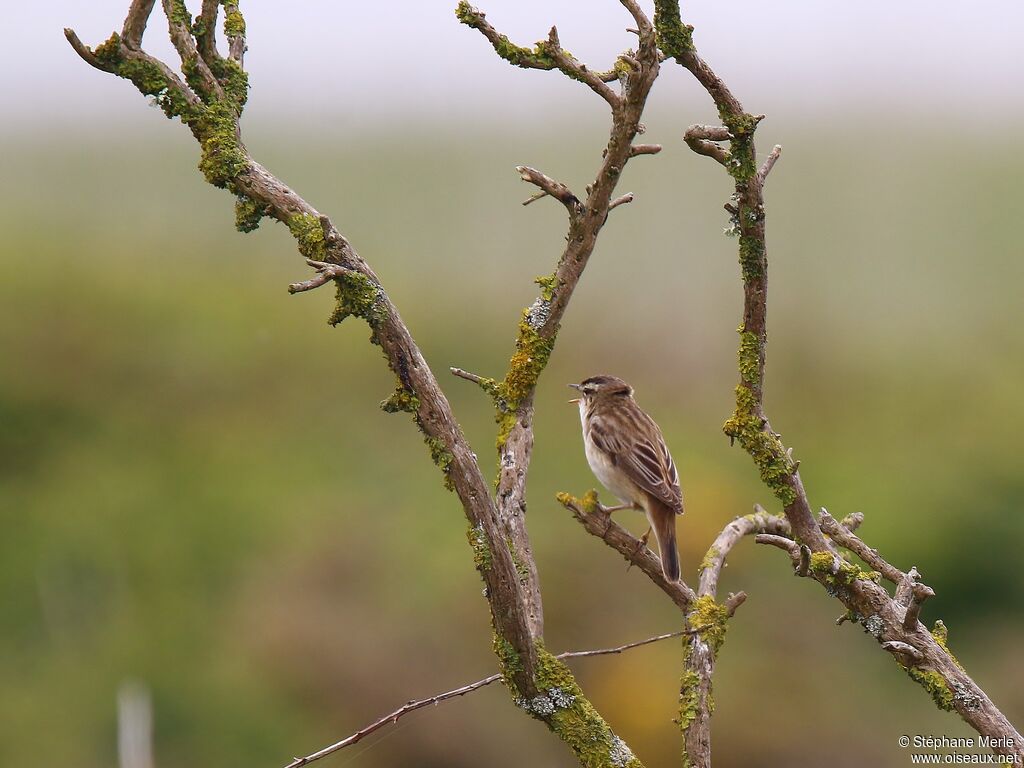 Sedge Warbler