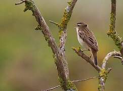 Sedge Warbler