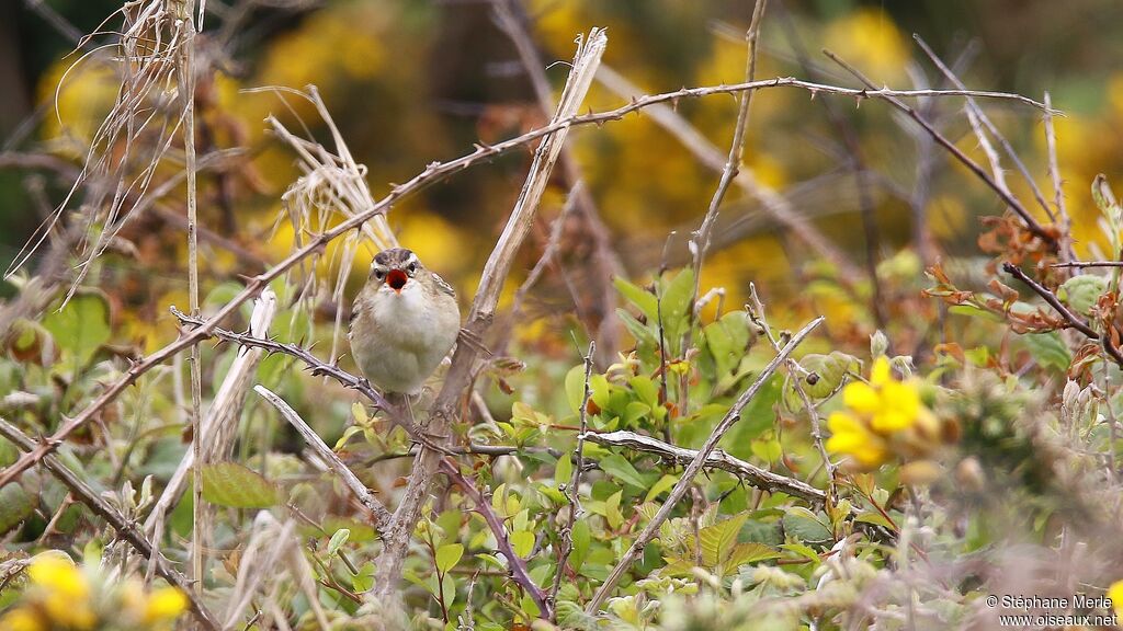 Sedge Warbler