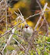 Sedge Warbler