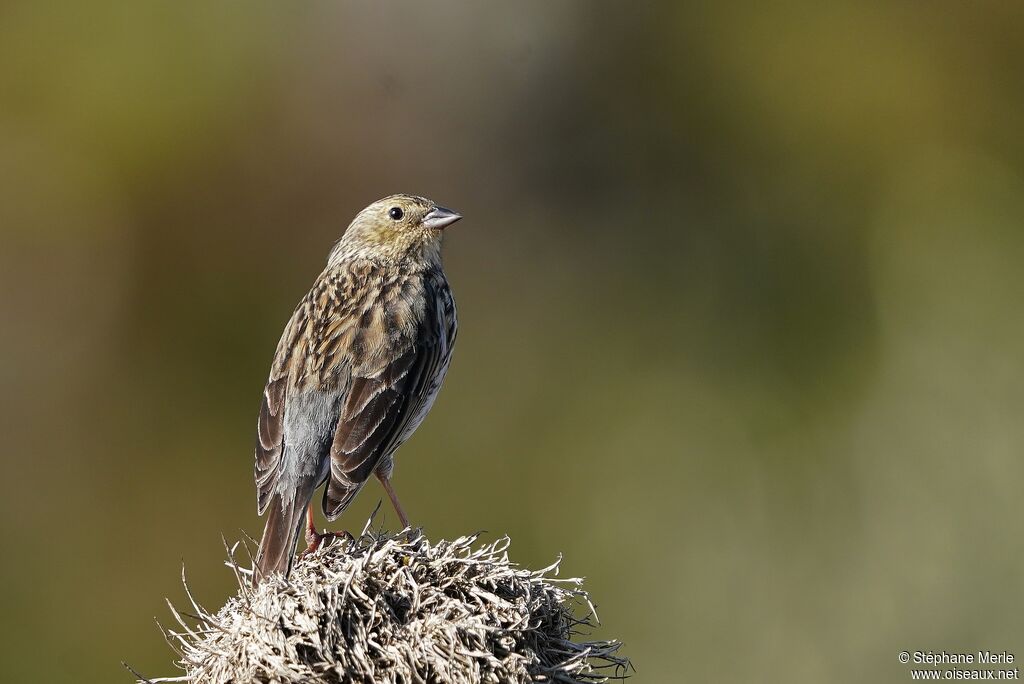 Plumbeous Sierra Finch female adult