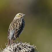 Plumbeous Sierra Finch