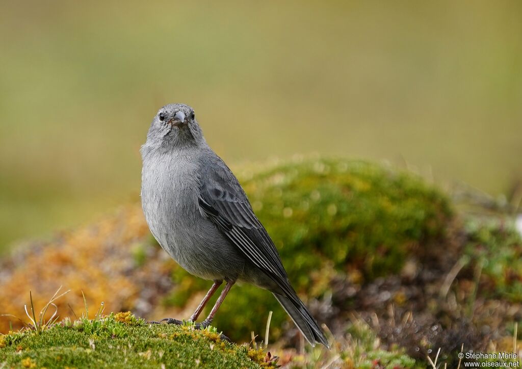 Plumbeous Sierra Finch