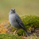 Phrygile gris-de-plomb