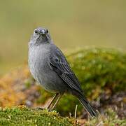 Plumbeous Sierra Finch