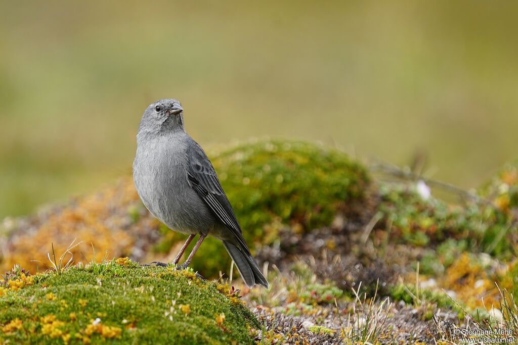 Plumbeous Sierra Finch male adult