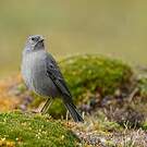 Phrygile gris-de-plomb