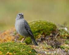 Plumbeous Sierra Finch